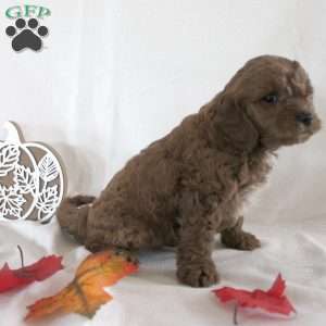 Blair, Cavapoo Puppy
